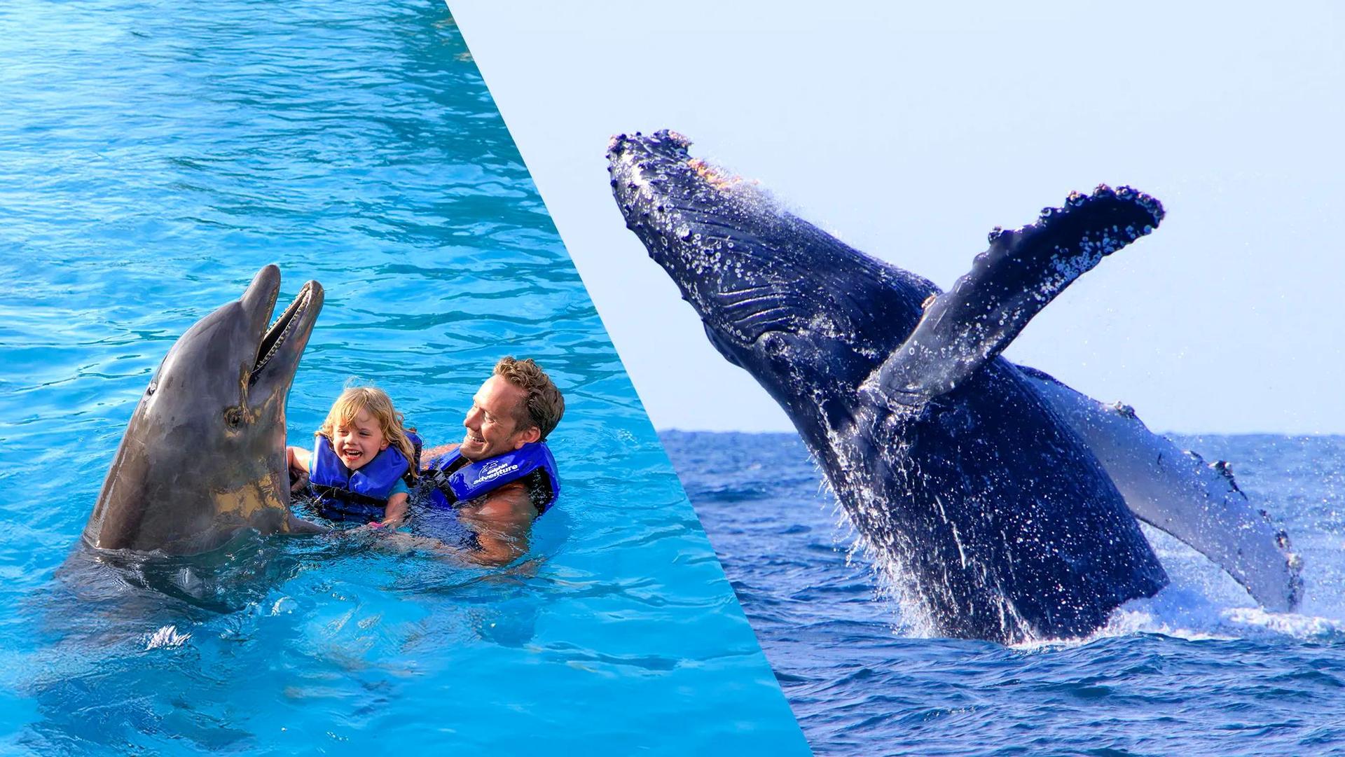 Whale Watching + Dolphin Swim