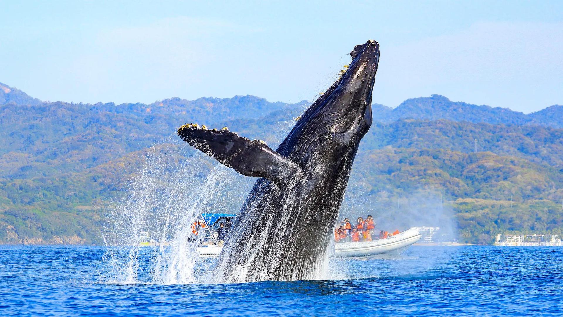 Whale Watching Photo Safari
